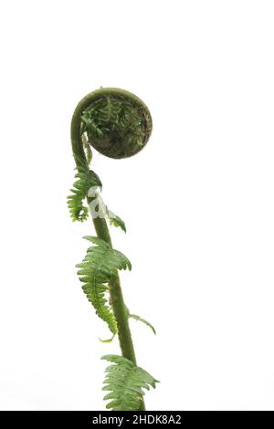 Farn, sich entfaltend, Farnzweig, Farne, Farnverzweigungen Stockfoto
