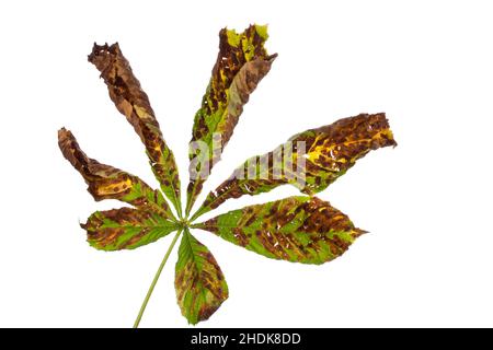 Herbst, verdorrt, Kastanienblatt, Befall, Fall, Widerrist, Kastanienblätter, Befall Stockfoto