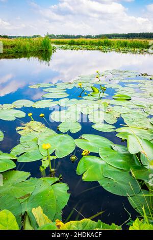 Lily liegt in einem der vielen wassergefüllten Gräben in der niederländischen Polderlandschaft Stockfoto