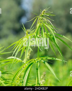 Spitze einer industriell gewachsenen Hanfpflanze Stockfoto