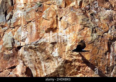 Ein Adler von Verreaux (Aquila verreauxii), der tief über einer felsigen Schlucht im Mountain Zebra National Park in den Nubib Mountains von Namibia fliegt Stockfoto