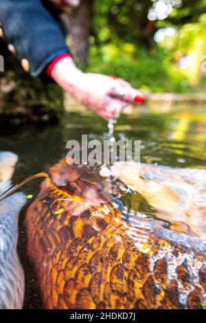 Der Riese Koi Karp, der in einem von Menschen hergestellten Teich schwimmt und ihnen Fischfutter-Pellets gefüttert wird. Stockfoto