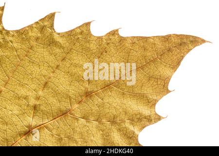 Detail Blatt Platane mit Herbstfarben, isoliert auf weißem Hintergrund Stockfoto