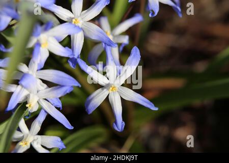 Weiße und violette Scilla Luciliae (Lucile’s Glory-of-the-Snow, Finne: Isokevättähti) blüht. Nahaufnahme von Makros aus der High-Angle-Ansicht. Stockfoto