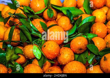 Orange, Tandarine, Clementine, Orangen, Mandarinen, Clementinen Stockfoto