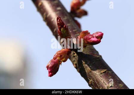 Knospen aus rosa Rosenknospen (prunus subhirtella) in einer Nahaufnahme. Blauer Himmel im Hintergrund. Traditionelle niedliche japanische Frühlingsblumen. Stockfoto