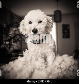 Pudel, geschoren, Pudel, geschoren Stockfoto