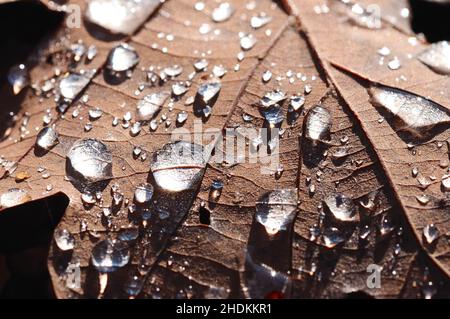 Tau, Wassertropfen, Eichenblatt, Tau, Wassertropfen, Wassertropfen, Wassertropfen, Eichenblätter Stockfoto
