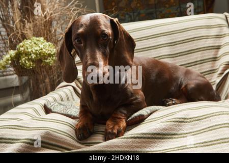 Ein schokoladenfarbener Dackel liegt auf einer gestreiften Decke in einem Stuhl und blickt aufmerksam auf die Kamera Stockfoto