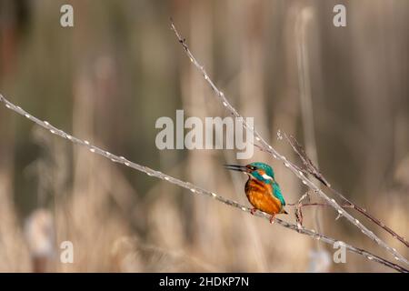 Kingfisher (Alcedo atthis) thront auf einem Ast Stockfoto