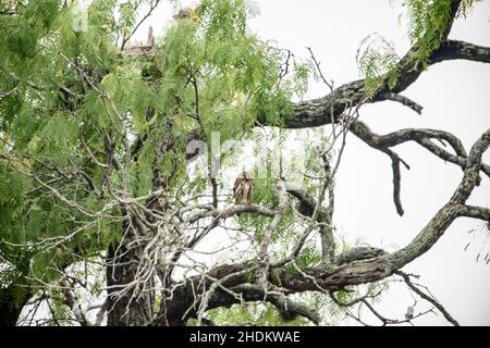 Vogelbeobachtung auf der King Ranch in Texas Stockfoto