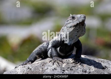 (Grand Sirenis Riviera Maya Resort & Spa, Mexiko ---24. Februar 2018) Schwarzer Stachelschwanziguan, schwarzer Leguan oder schwarzer Ctenosaur im Grand Sirenis Stockfoto