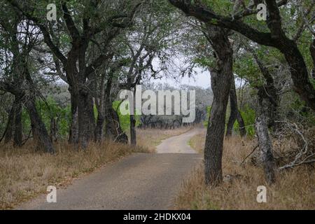 Vogelbeobachtung auf der King Ranch in Texas Stockfoto