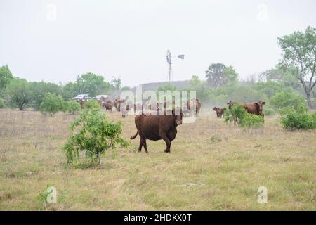 Vogelbeobachtung auf der King Ranch in Texas Stockfoto
