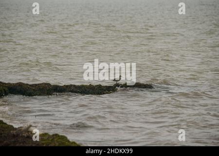 Vogelbeobachtung auf der King Ranch in Texas Stockfoto