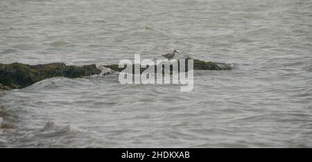 Vogelbeobachtung auf der King Ranch in Texas Stockfoto