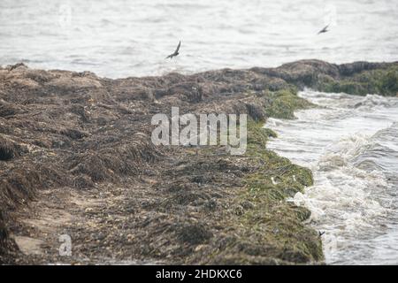 Vogelbeobachtung auf der King Ranch in Texas Stockfoto