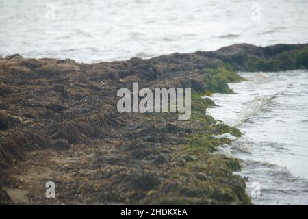 Vogelbeobachtung auf der King Ranch in Texas Stockfoto