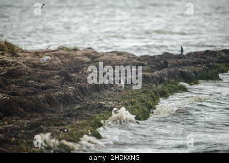 Vogelbeobachtung auf der King Ranch in Texas Stockfoto