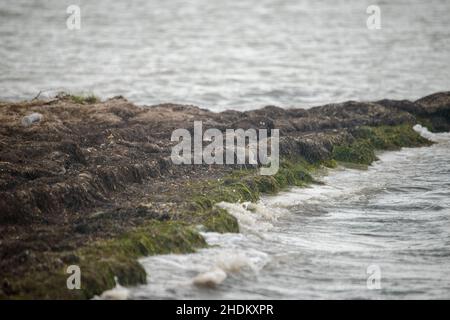 Vogelbeobachtung auf der King Ranch in Texas Stockfoto