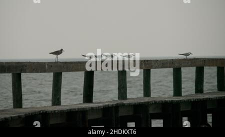 Vogelbeobachtung auf der King Ranch in Texas Stockfoto