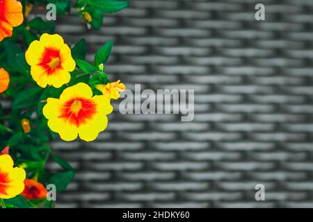 Petunia floraler Hintergrund mit Platz für Text Stockfoto