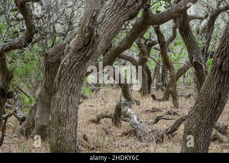 Vogelbeobachtung auf der King Ranch in Texas Stockfoto