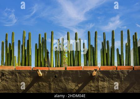 Eine starke horizontale Ansicht eines mexikanischen Dachgartens, gesäumt von eingetopften mexikanischen Zaunpfosten-Kakteen, in einer wunderschönen Ausstellung vor einem blauen Himmel in San Miguel Stockfoto