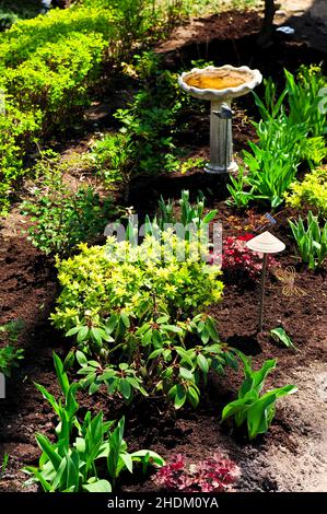 Saatbett, Trinkvögel, Blumenbeet, Saatbetten, Trinkvögel, Blumenbeete Stockfoto