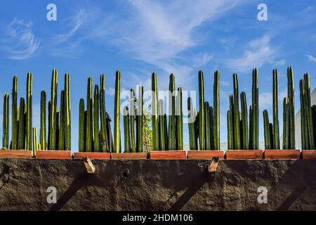 Eine starke horizontale Ansicht eines mexikanischen Dachgartens, gesäumt von eingetopften mexikanischen Zaunpfosten-Kakteen, in einer wunderschönen Ausstellung vor einem blauen Himmel in San Miguel Stockfoto