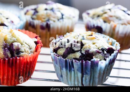 Hausgemachte Blaubeer-Muffins auf dem Kuchengestell Stockfoto