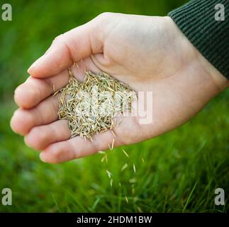 Samen, Pflanzen, Krob, Samen, Aussaat Stockfoto