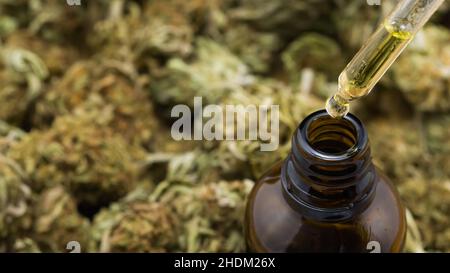 CBD-Hanföl tropft aus der Pipette in eine kleine braune Flasche. Verschwommene Cannabisknospen sind im Hintergrund sichtbar. Stockfoto