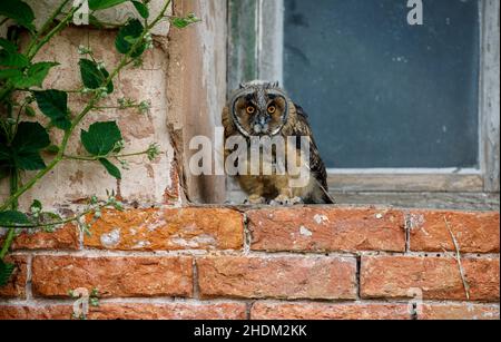 Waldohreule Stockfoto