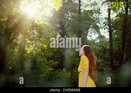 Sonnenlicht, Wald, Lichtung, Sonnenstrahl, Sonnenstrahlen, Sonnenstrahl, Sonnenstrahlen, Sonnenleuchten, Sonnenstrahlen, Wälder, Wälder, Wälder, Wälder, Waldwiesen Stockfoto