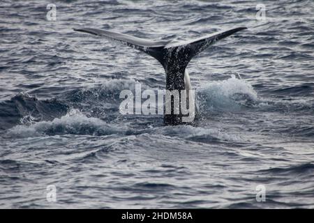 Wal, Flosse, Wale, Flossen Stockfoto