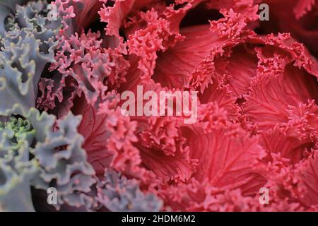 Rosa und lila Zierkohl und Grünkohl im Herbst des Jahres im Century College, White Bear Lake, Minnesota USA 22. Oktober 2012 Stockfoto
