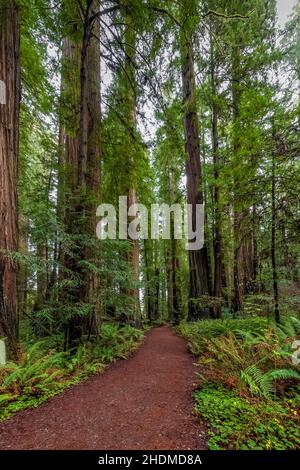 Fahren Sie durch den Stout Memorial Grove im Jedediah Smith Redwoods State Park im Redwood National and State Park, Kalifornien, USA Stockfoto