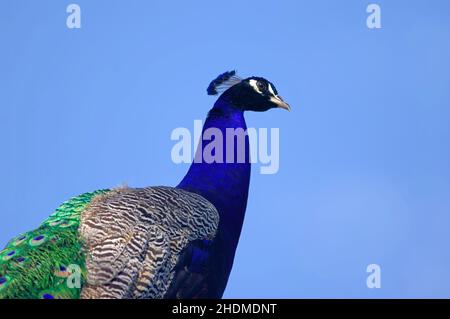 pfau, Pfauen Stockfoto
