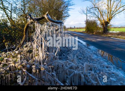 Am A120 in Bishops Stortford Hertfordshire bilden niedrige Gefriertemperaturen große Eiszapfen in Hecken und Eisskulpturen am Straßenrand Stockfoto