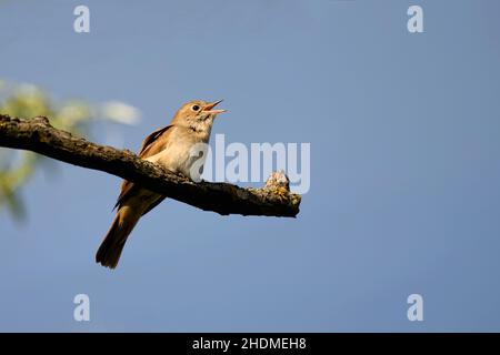 mockingbird, Nachtigall, Mockingbirds, gemeinsame Nachtigall, luscinia megarhynchos, Rufous Nachtigall Stockfoto