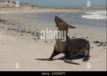 Eine Kappelzrobbe, auch als braune Robbe bekannt, kommt am südafrikanischen West Coast National Park an Land Stockfoto