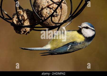 Tomtit, Vogelfutterhäuschen, Tomtits, Vogelfutterhäuschen Stockfoto