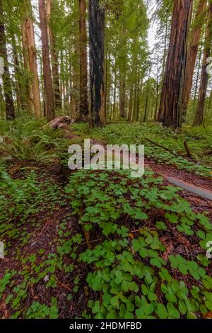 Redwood Sorrel, Oxalis oregana, in Stout Memorial Grove in Jedediah Smith Redwoods State Park in Redwood National and State Parks, Kalifornien, USA Stockfoto