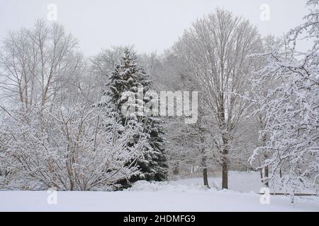 Winterliche Szene von schneebedeckten Bäumen aus frisch gefallener Schneedecke in St. Croix Falls, Wisconsin, USA. Stockfoto