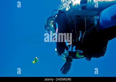 Unterwasser, Taucher, Anemonefisch, unter Wasser, Tauchen, Taucher, Tauchgänge, Anemonefishs Stockfoto