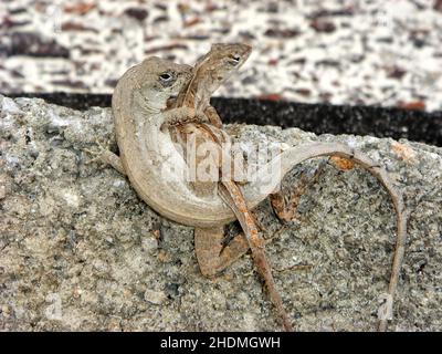 Paarung, anolis Stockfoto