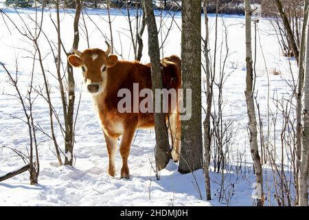 Jersey - Guernsey Kuh in einer Winterweide mit Bäumen. - 4. Januar 2009 Stockfoto