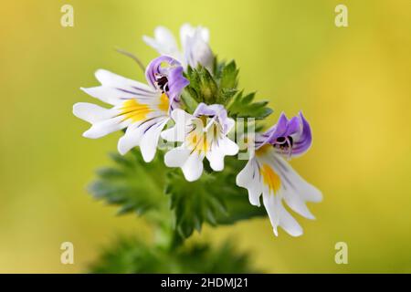 Augentropfen, Euphrasia rostkoviana, Augenzeuge Stockfoto