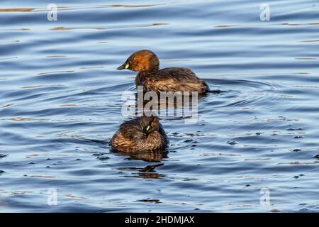 Zwei Zwergtaucher (Tachybaptus ruficollis), auch als Dabchick bekannt, gehört zur Familie der Wasservögel Stockfoto